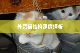外贸猫结构深度探析，远视下的观察与解析