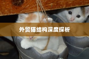外贸猫结构深度探析，远视下的观察与解析