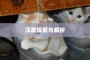 远视外贸猫结构，深度探索与解析