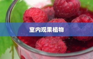 最常见的十大室内观果植物，冬红果上榜，火棘位列首位