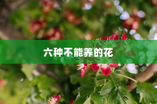 家里哪些花不能养？家里千万不能养的六种花