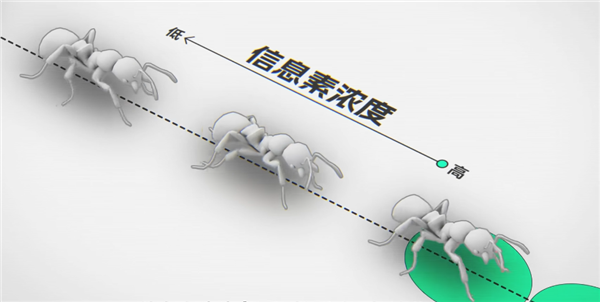 研究完蚂蚁搬家 我好像明白了为什么我们总是堵车