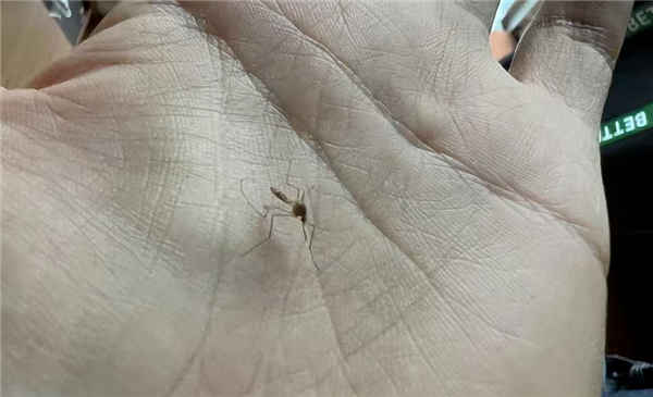 科学家提议，向人血中注入药剂以消灭蚊子  第4张