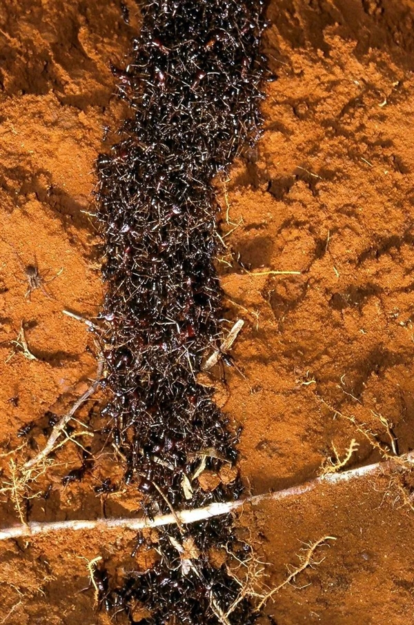 行军蚁为了入侵黄蜂巢穴 搭了一条数米长的“生物桥梁”